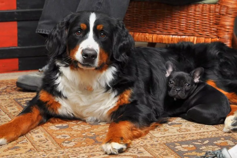 Are Bernese Mountain Dogs Easy To Train? How To Train A Bernese