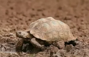 Bolson tortoise