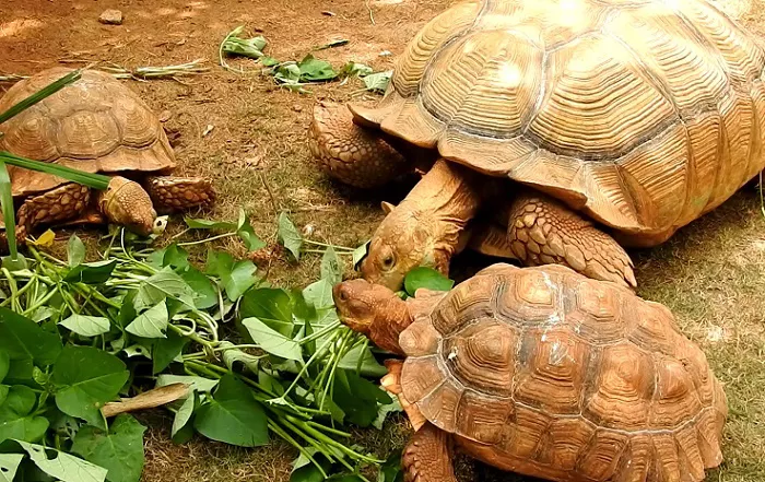 Tortoises Diet