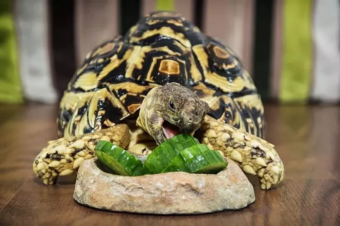 what cant tortoises eat